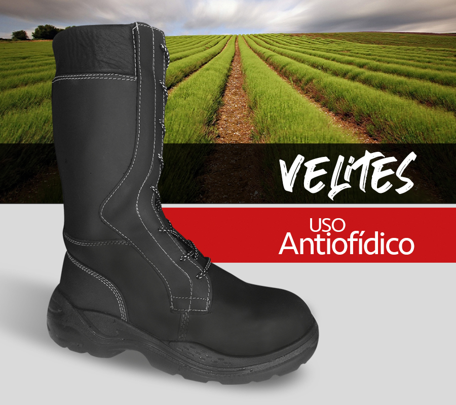 velites